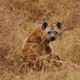 Illustration for article titled Out of Africa. Hyenas.